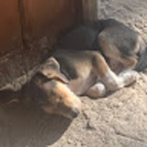 Meet your Posher, Opal